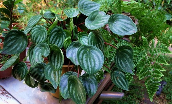 100种绿植大全,50种盆栽绿植花卉大全