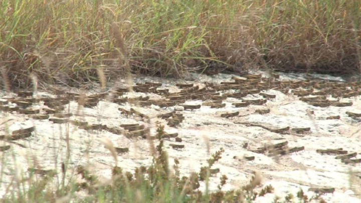 美国蝗灾最新真实视频,以前的蝗虫灾害都是怎么治理的