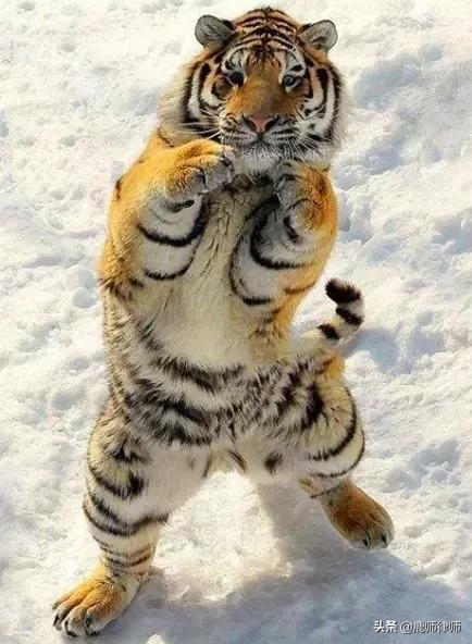 如果你被打了怎么释怀,打架警察会怎么处理