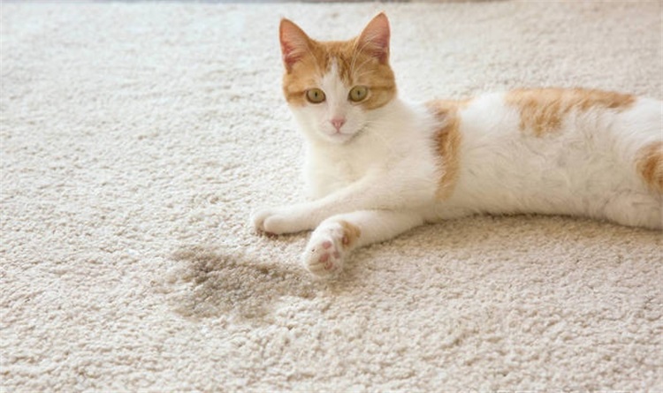 猫咪总是乱尿屎有什么解决方法,猫咪乱尿太烦人听听医生怎么说