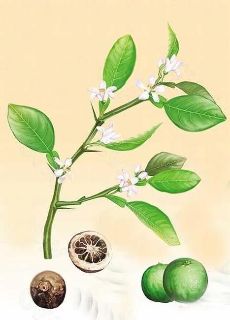 脑损伤中医名贵用药,脑内科常用药物一览表