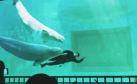 开年特惠仅需89.9元，畅游小梅沙海洋世界门票，,快抢啊!