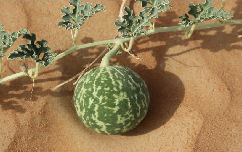 沙漠里有西瓜为何无人敢吃,沙漠里遍地是西瓜为何无人敢吃