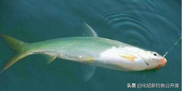 黄尾老是瞄上来是怎么回事,钓黄尾老是锚鱼是怎么回事