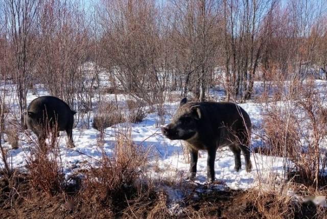 鄂伦春人早期打猎视频,鄂伦春猎枪