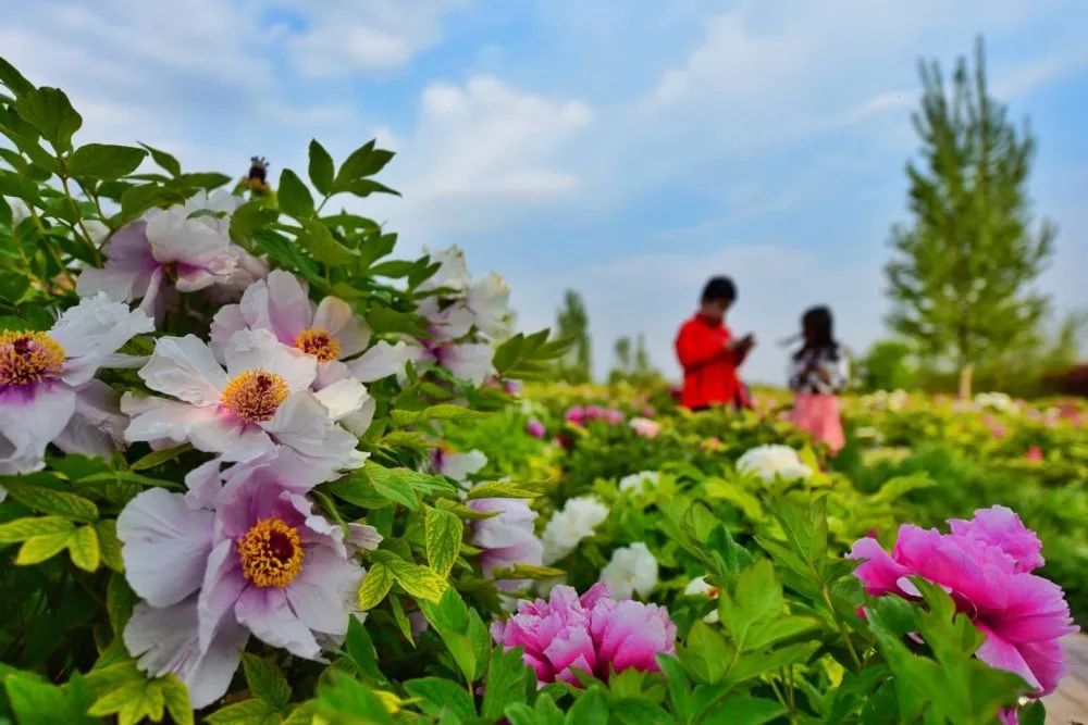五一假期潍坊赏花踏青地推荐！这8个小众的绝美之地，一定要去走一走啊...