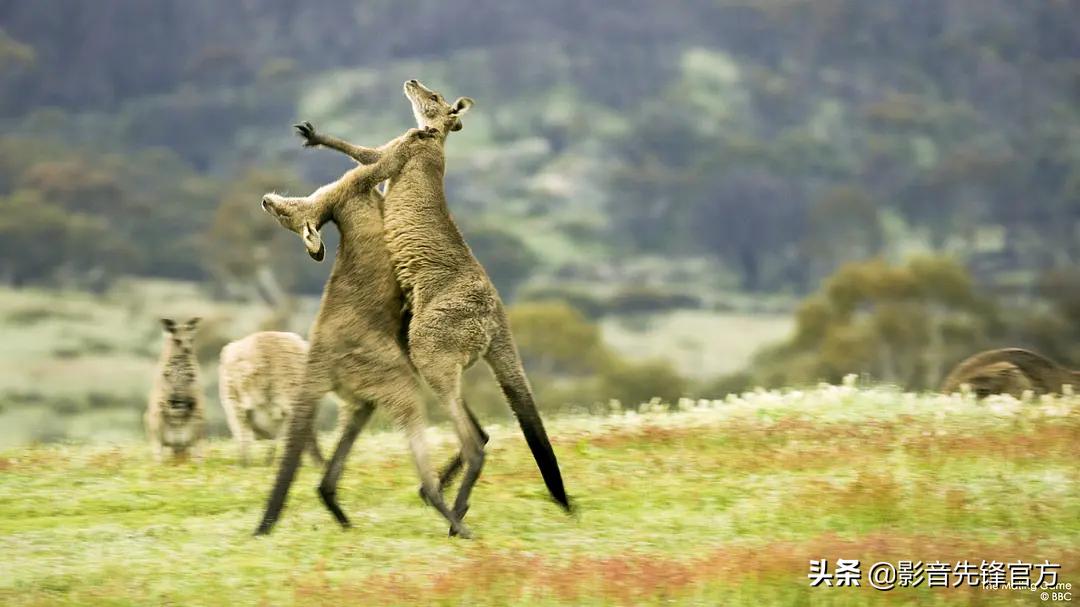 这么多限制级的画面和台词，竟然都能免费观看