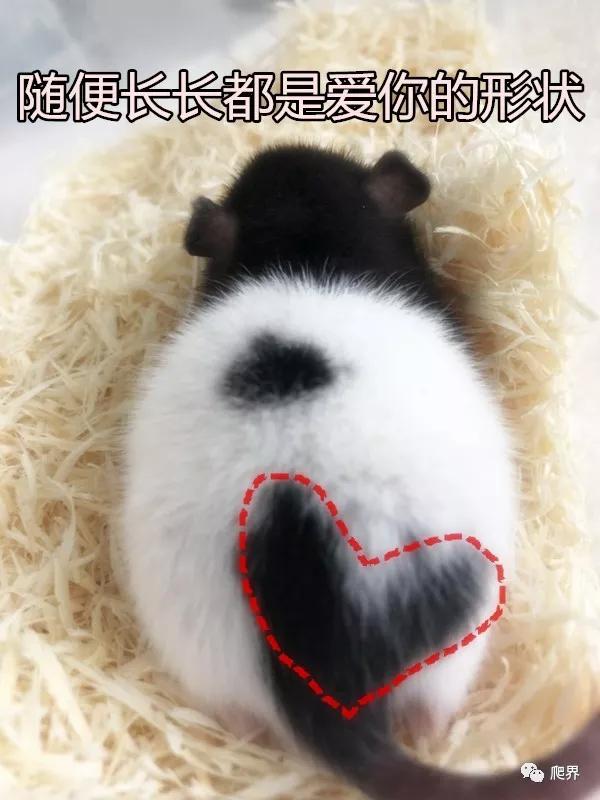 鼠年最稀有的老鼠,鼠年各种耗子大全