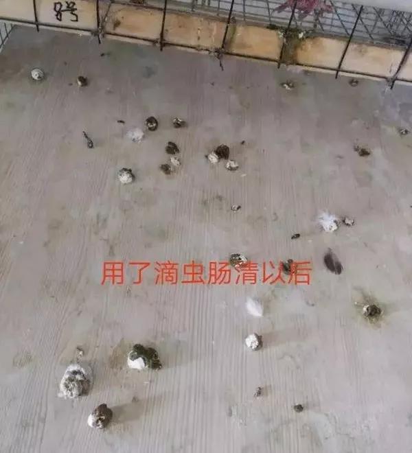 肉鸽青年种鸽什么季节留种好,种鸽留种怎么打疫苗