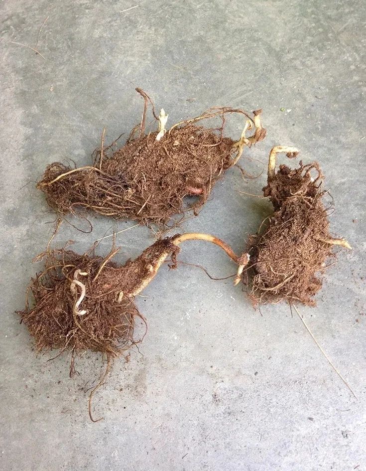 落新妇植物耐寒,落新妇球根要春化吗