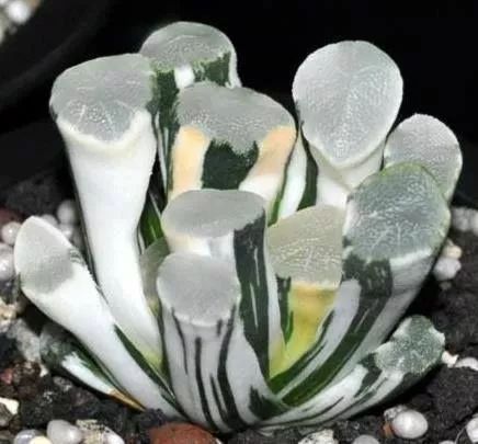 世界上最昂贵的花一朵价值1500万,世界上最高贵的花典雅图文