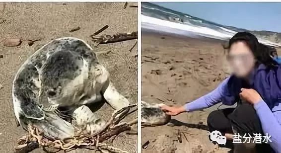 救助搁浅海洋动物,如果遇到海洋生物危险该怎么办