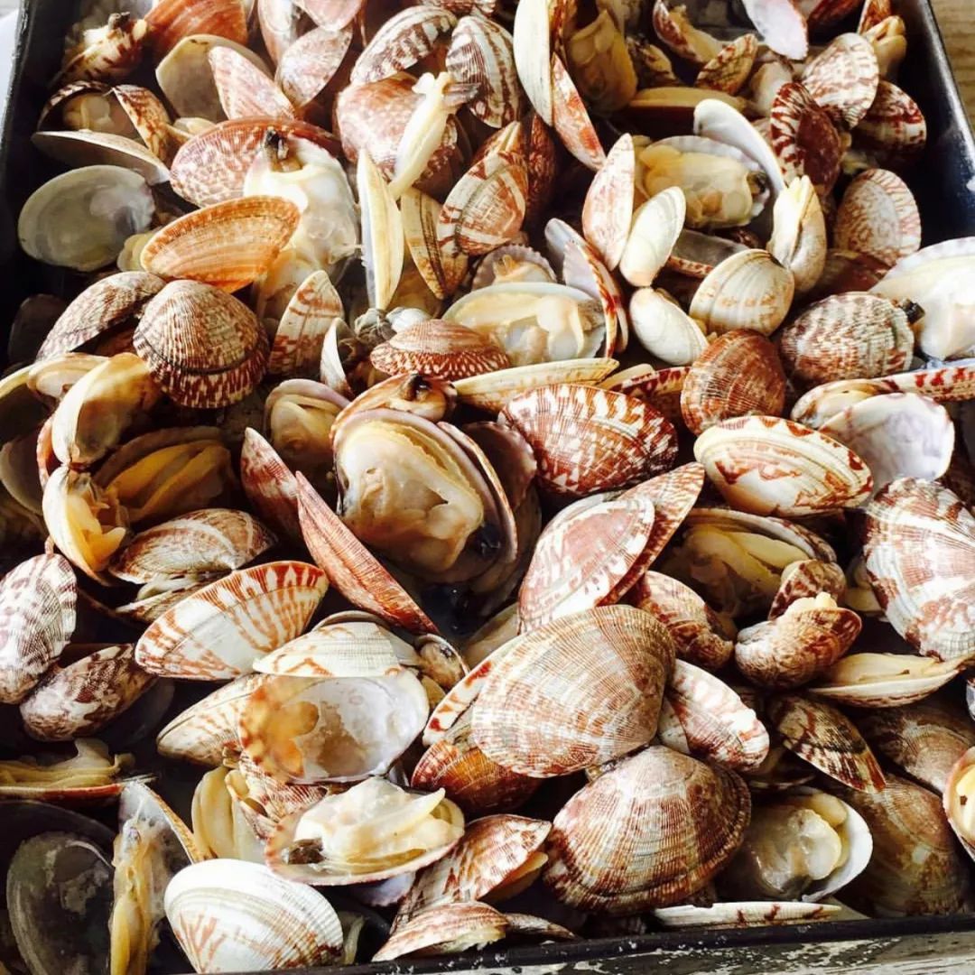 海滨老城泡桐花 (海滨老城紫色泡桐花)