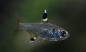 草缸灯鱼专用灯,适合草缸养的灯鱼