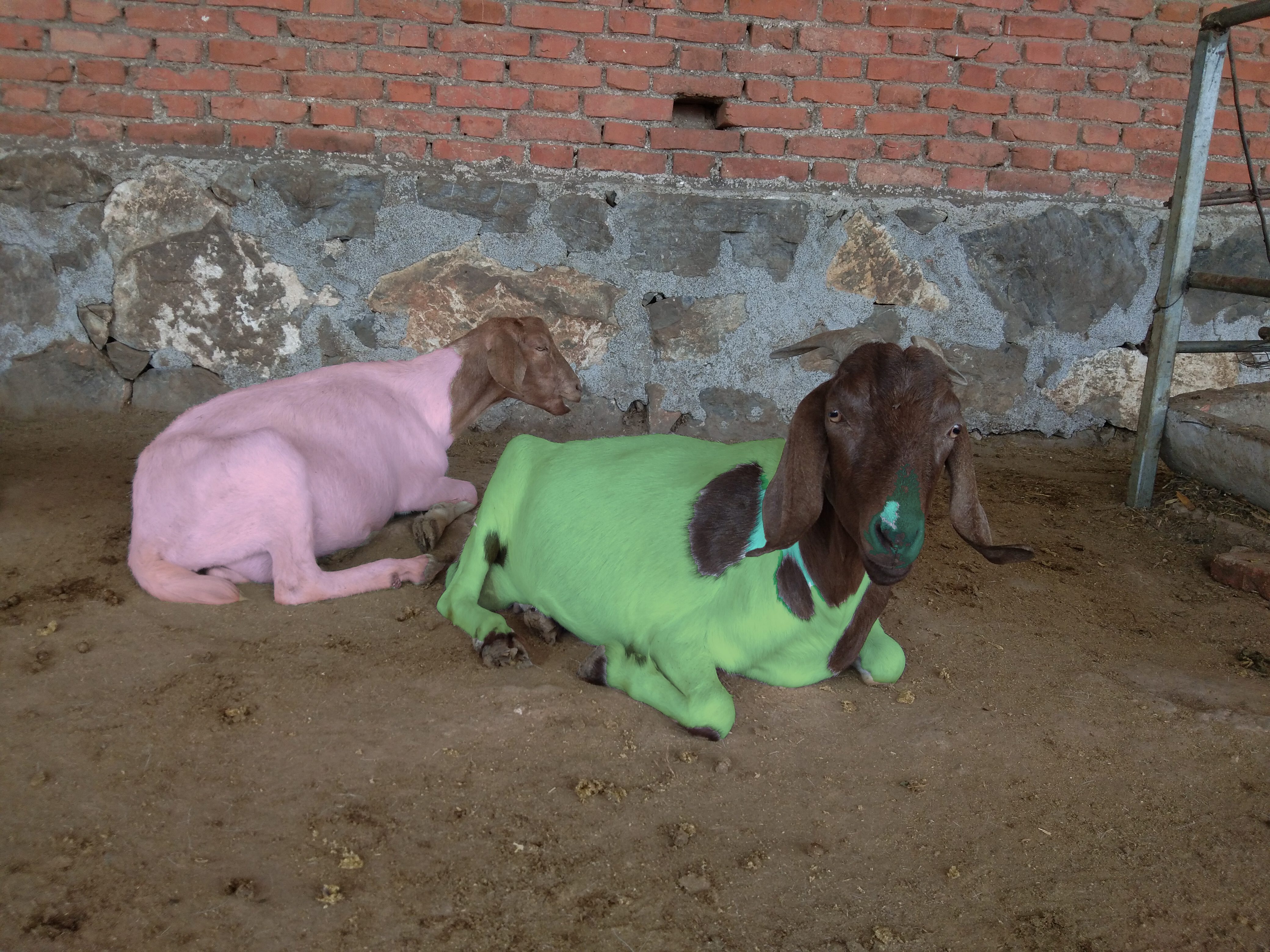 如何通过卖羊赚钱,买卖羊的交易有没有利润