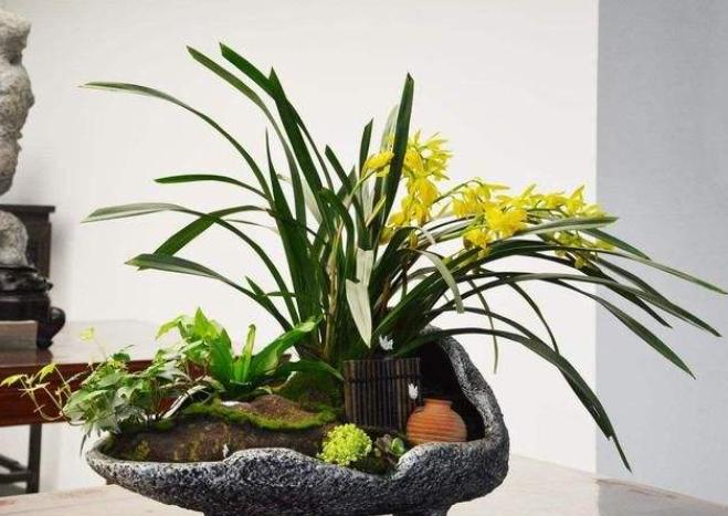 三角梅缺铁黄叶怎么补铁,为什么植物缺铁叶子会黄