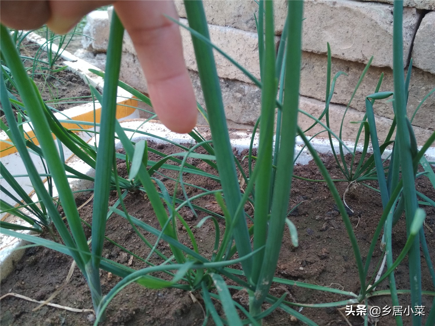 小香葱和葱苗的区别,小香葱幼苗多久才能长得粗壮