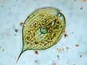 鱼类水产养殖需要哪些藻类,水产养殖显微镜下各种藻类