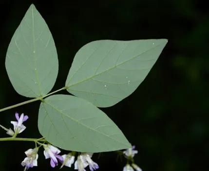 葛姓分类表,粉葛与柴葛的识别方法视频