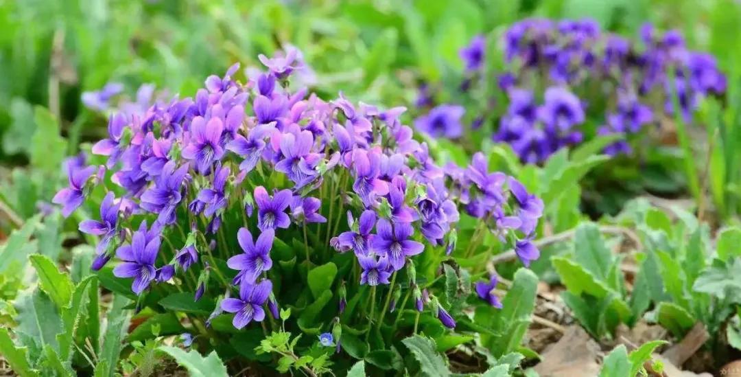50种·蓝紫色系植物,尊享高贵典雅浪漫的视觉盛宴
