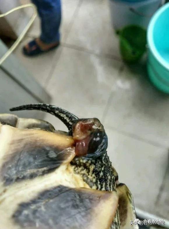 公龟生殖器出血是怎么回事,公龟生殖器坏死怎么办