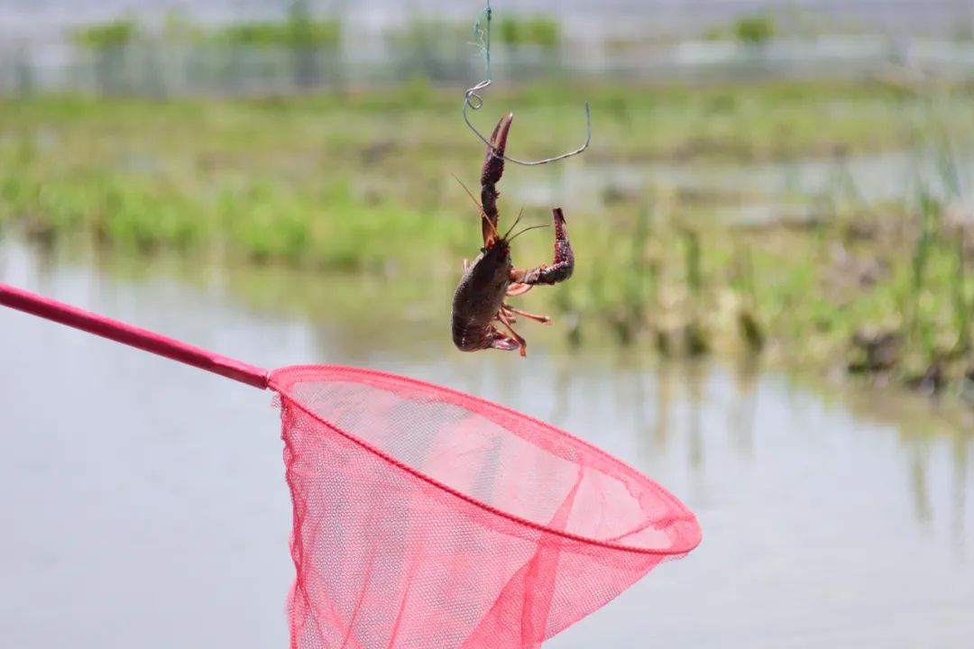 龙虾爱好者集合,虾场钓龙虾的方法和技巧