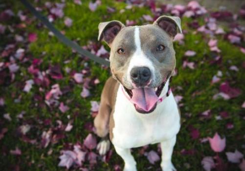 什么是犬黄疸,犬黄疸肝炎的症状及表现