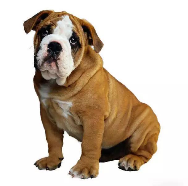 45种狗狗,45种狗狗很难得一见你认识几种