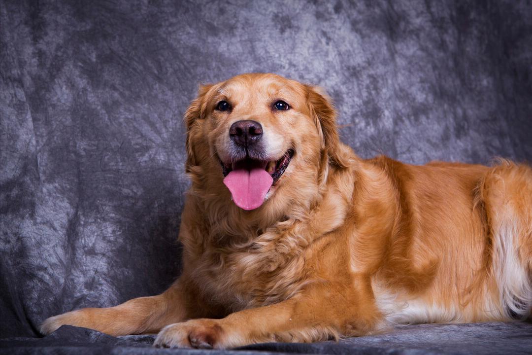 网易严选中大型犬狗粮,大型犬小型犬通用狗粮