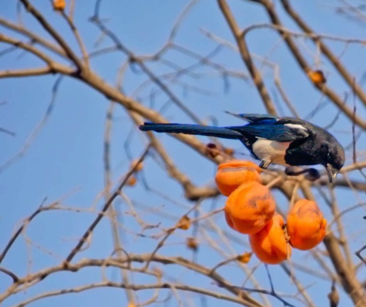 树上的柿子为什么要采摘,摘柿子为什么要留一个