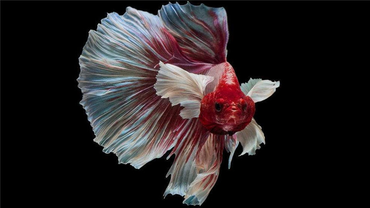 斗鱼生病要怎么治疗尾巴缺损,斗鱼越养越没活力了