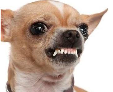 养狗天天生气怎么办,养狗须知狗有眼屎