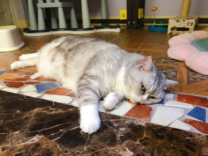 猫咪喂内驱药有什么危害吗,养猫知识猫咪驱虫注意事项