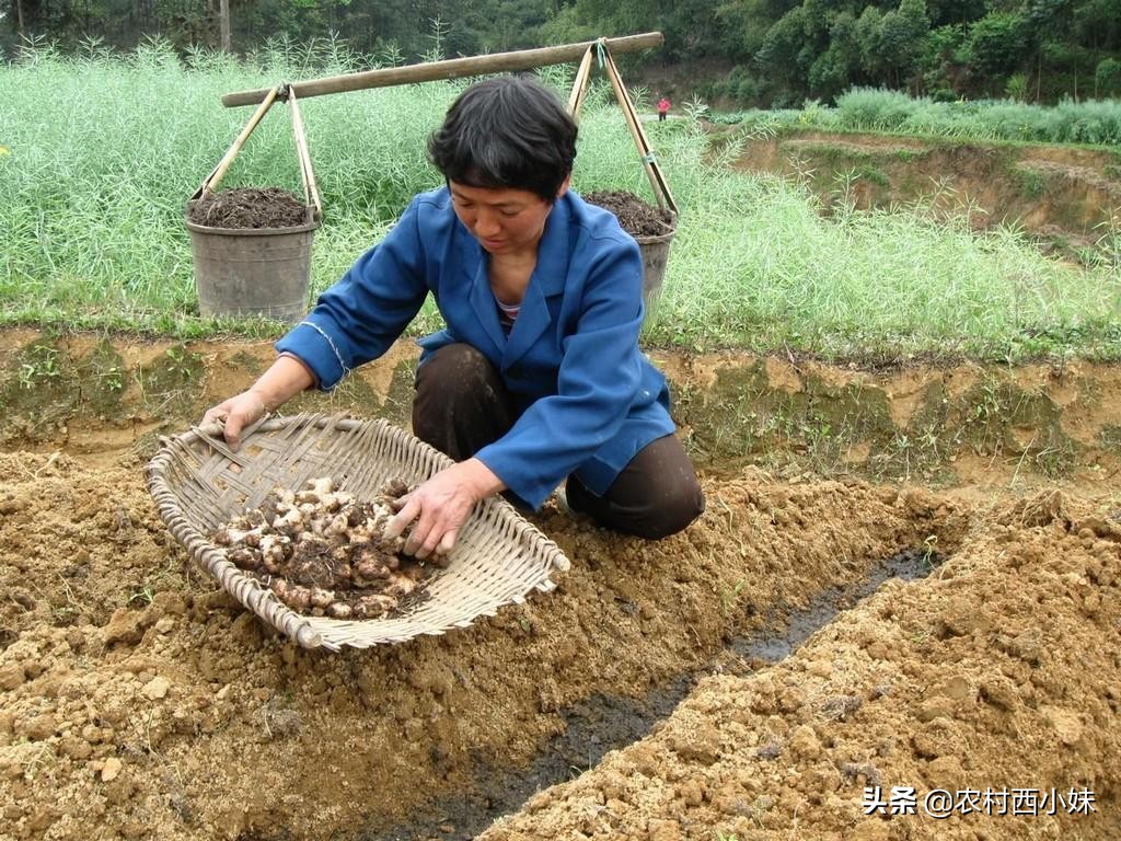 河南生姜种植时间和方法,泡沫箱生姜的种植方法