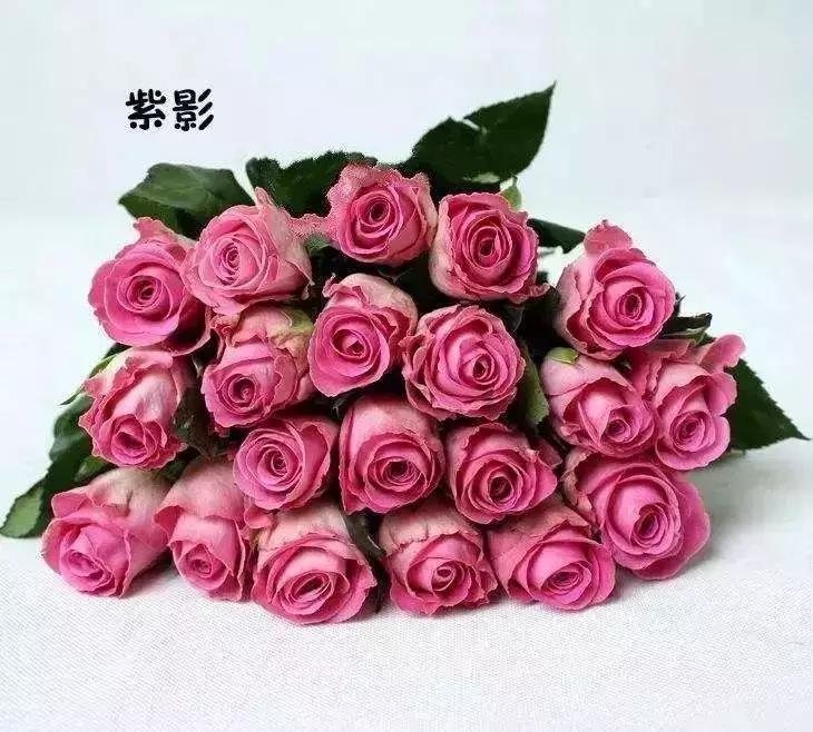 4000种不一样的玫瑰品种大全,100种玫瑰品种图鉴大全