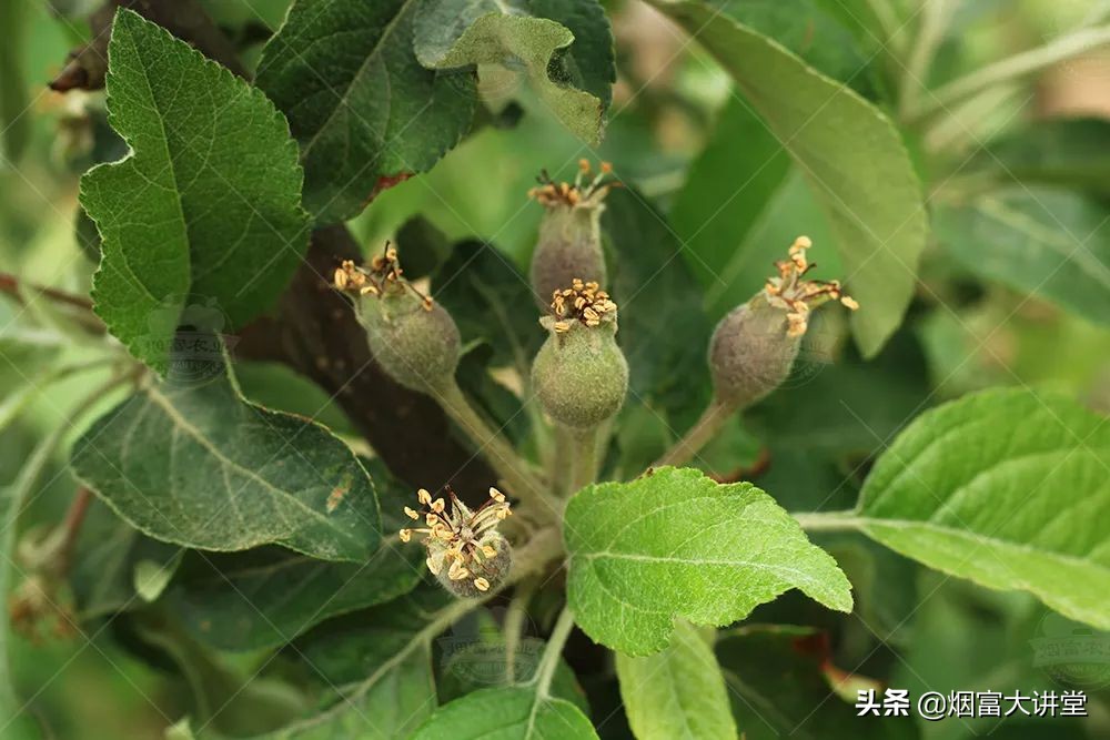 怎么增加树的叶绿素,叶绿素对树的作用