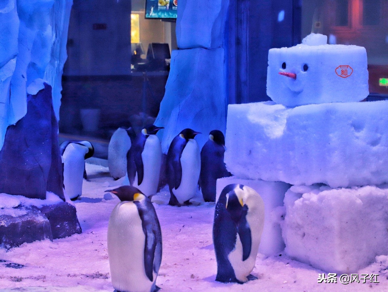 上海新地标丨海昌海洋公园一日游园玩法攻略