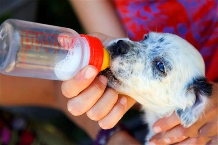 狗狗为啥不能喝小米粥,狗狗为何不可以吃番茄