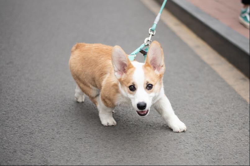 狗狗爆冲乱跑怎么纠正,狗狗见到其他狗爆冲怎么制止