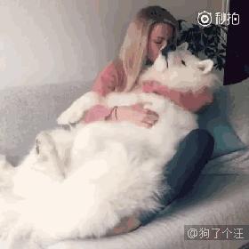 畅享一夏萌宠洗护,畅享宠物