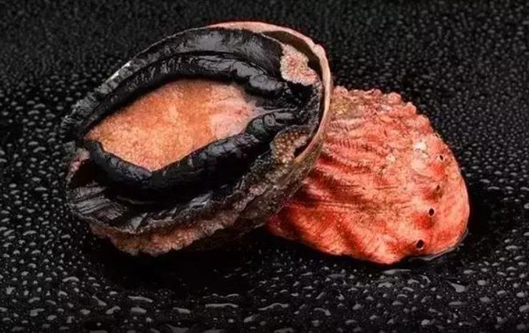 世界鲍鱼品种大全，你若知道其中5种，我叫你三声大哥