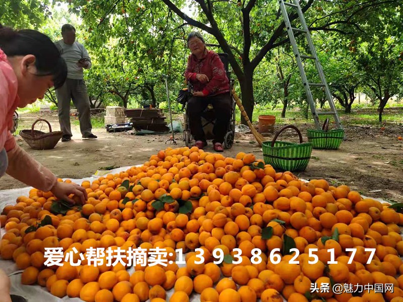 杏儿熟了课文,杏儿熟了原唱完整版