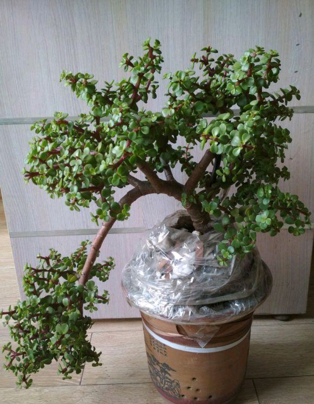 金枝玉叶的叶子一直干怎么回事,金枝玉叶叶子一碰就掉什么原因