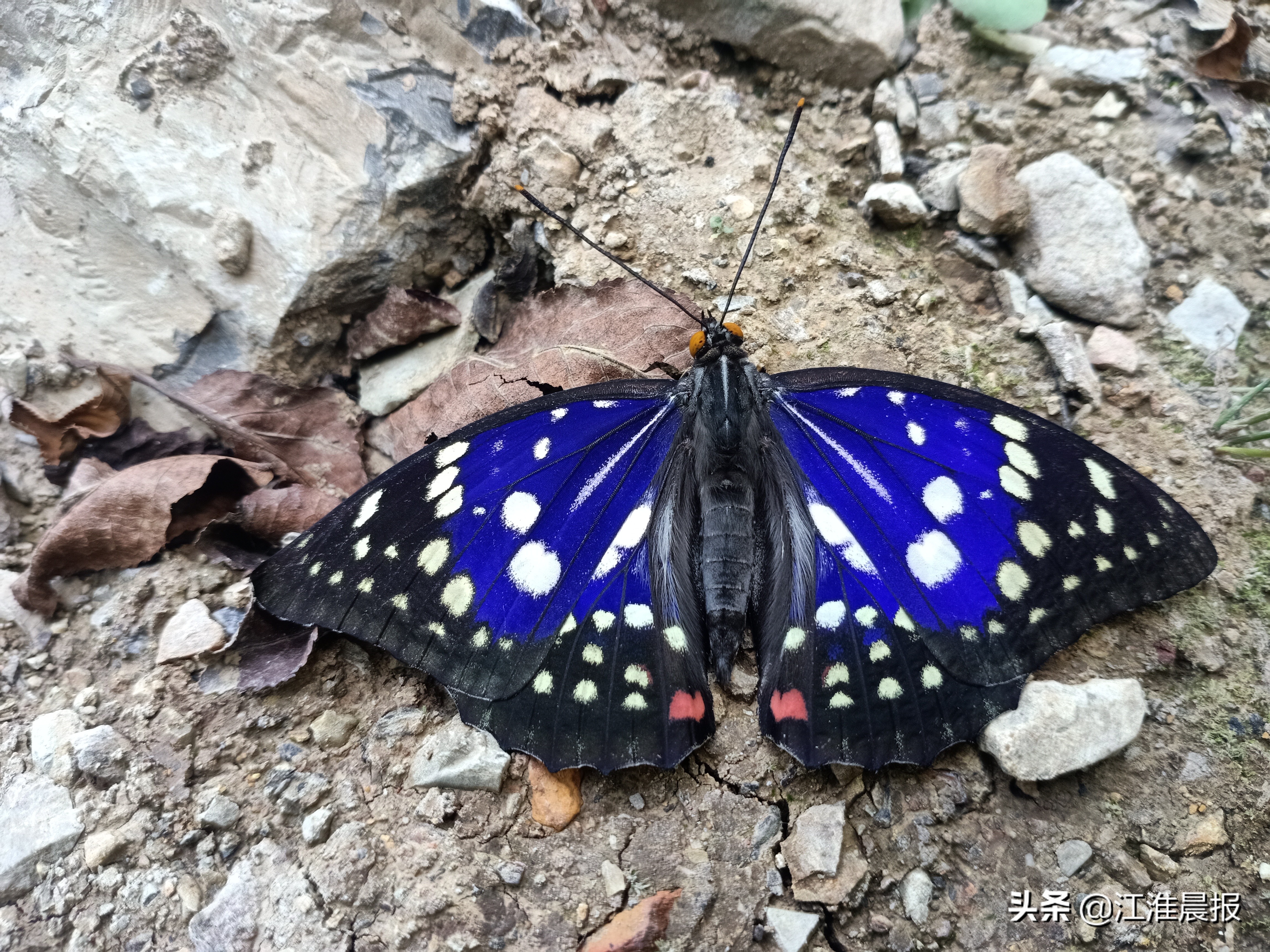 湖南有什么罕见的蝴蝶品种,安徽常见蝴蝶品种