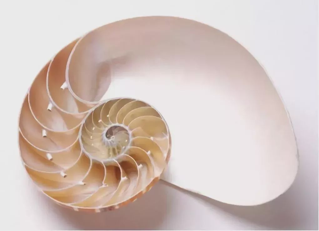 黄金比例代表什么,黄金比例怎么计算的题目