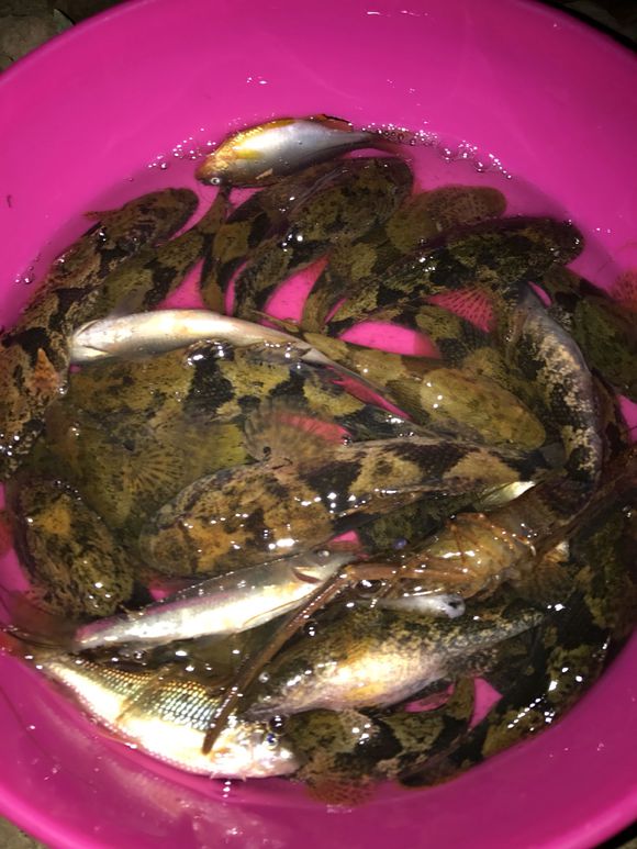 太可惜!广元钓鱼人钓起一些“黑壳小鱼”,见其丑怪丢回水中