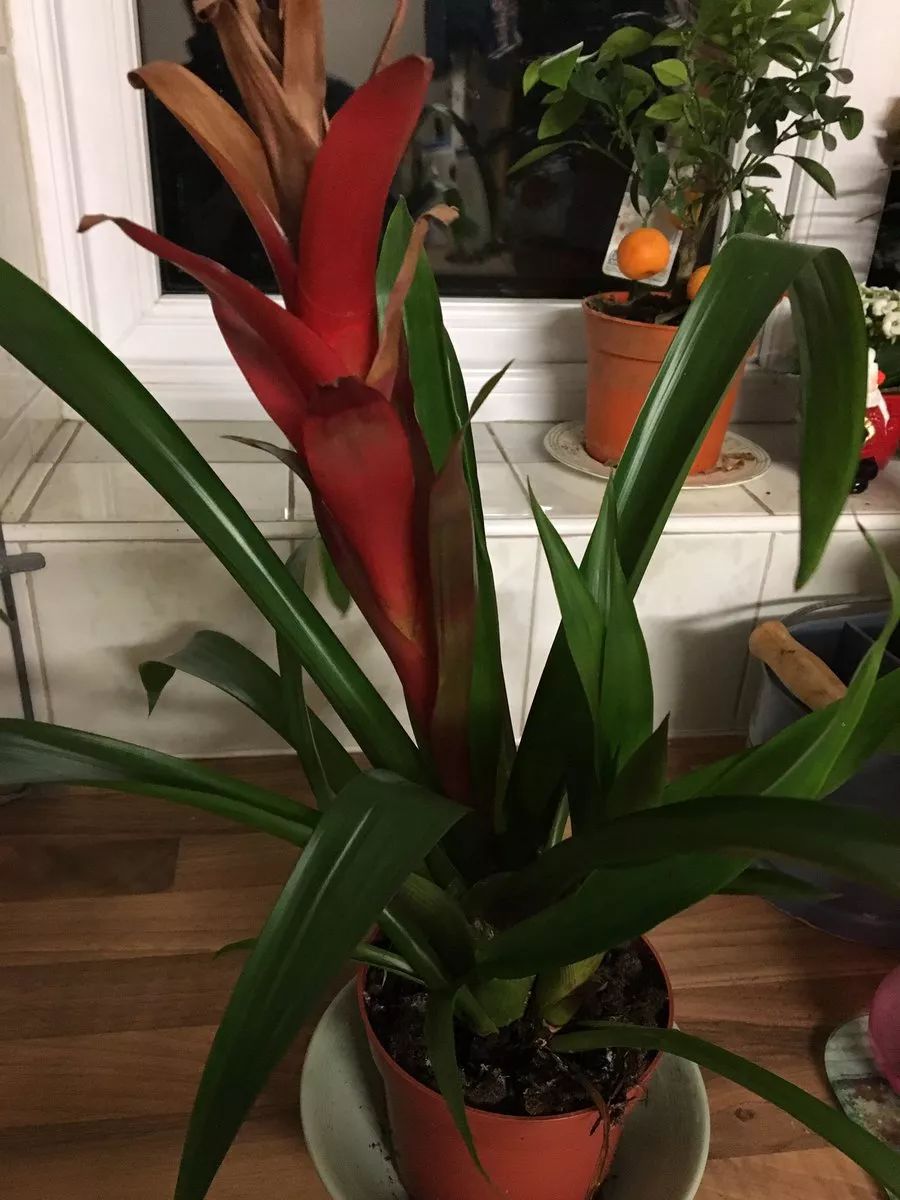 鸿运当头叶片萎缩干枯发黑,鸿运当头叶子干枯怎么回事