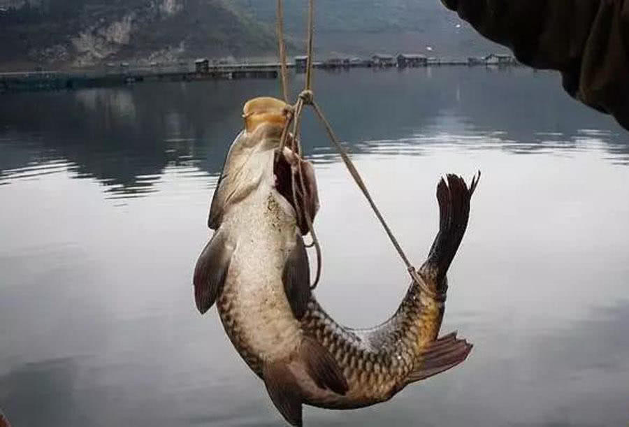 大量储存活鱼的四种方法,活鱼死了直接放入冰箱可以保鲜吗