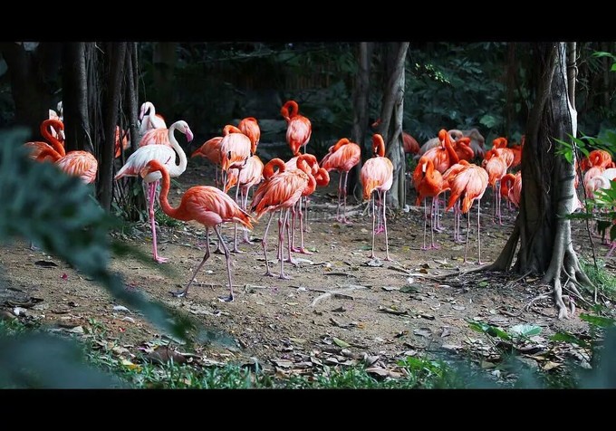 广州长隆野生动物世界的奇幻之旅,番禺长隆野生动物园1天旅游攻略
