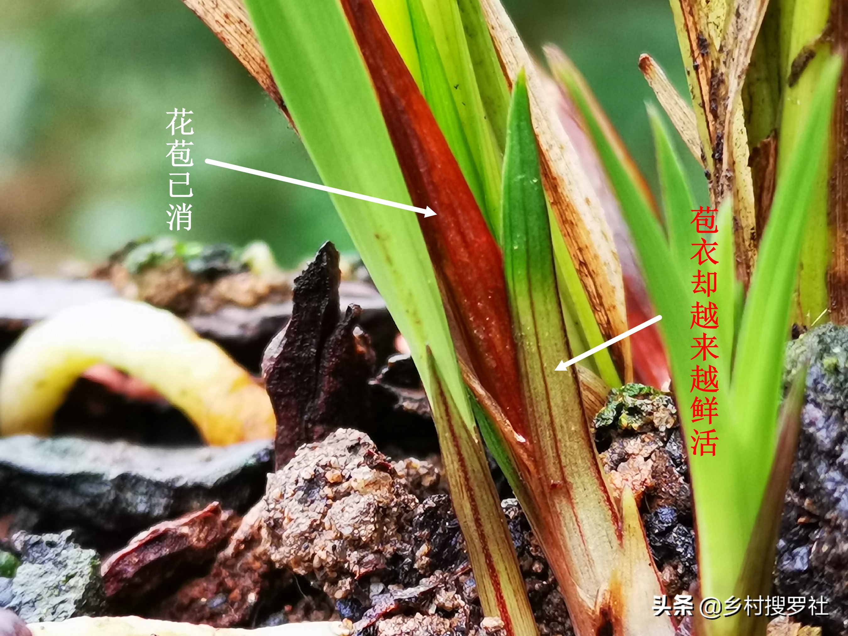 春兰蕙兰几月孕育花苞,春兰是不是只有春天才开花